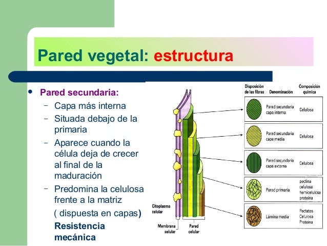Características de la glucosa
